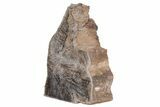 Polished Petrified Featherwood Stand-up - Arizona #210848-2
